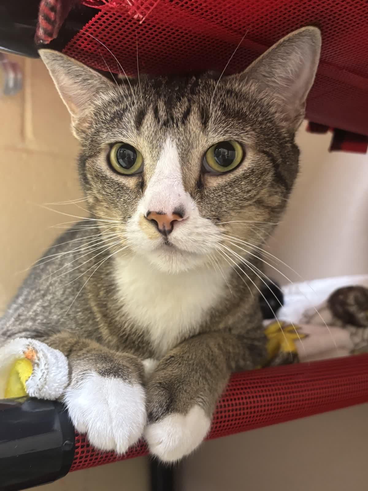 Enlarge Phillip, a Adoptable Domestic Short Hair in Pueblo, CO image 3/3