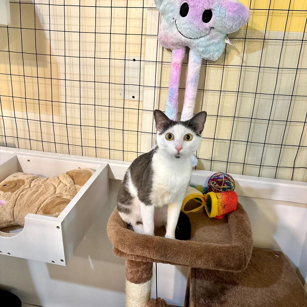 Enlarge Sofie Tea, a Adoptable Domestic Short Hair in Carencro, LA image 1/4