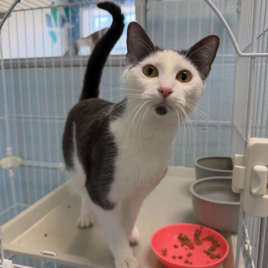 Enlarge Sofie Tea, a Adoptable Domestic Short Hair in Carencro, LA image 2/4