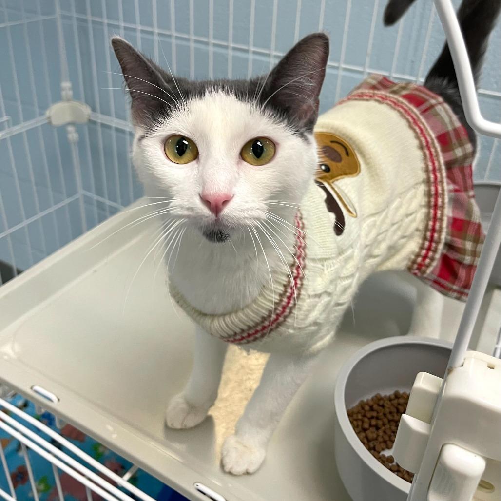 Enlarge Sofie Tea, a Adoptable Domestic Short Hair in Carencro, LA image 3/4