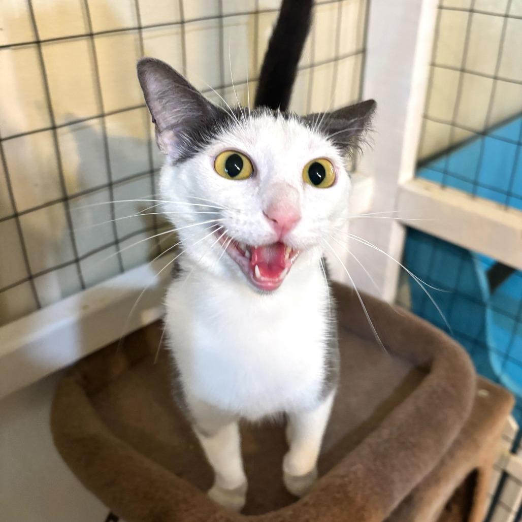 Enlarge Sofie Tea, a Adoptable Domestic Short Hair in Carencro, LA image 4/4