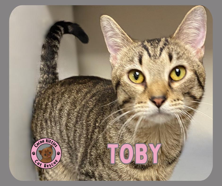 Enlarge Toby, a Adoptable mixed breed in Hershey, PA image 5/6