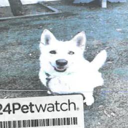 Zayna A2241264 — thumbnail 5