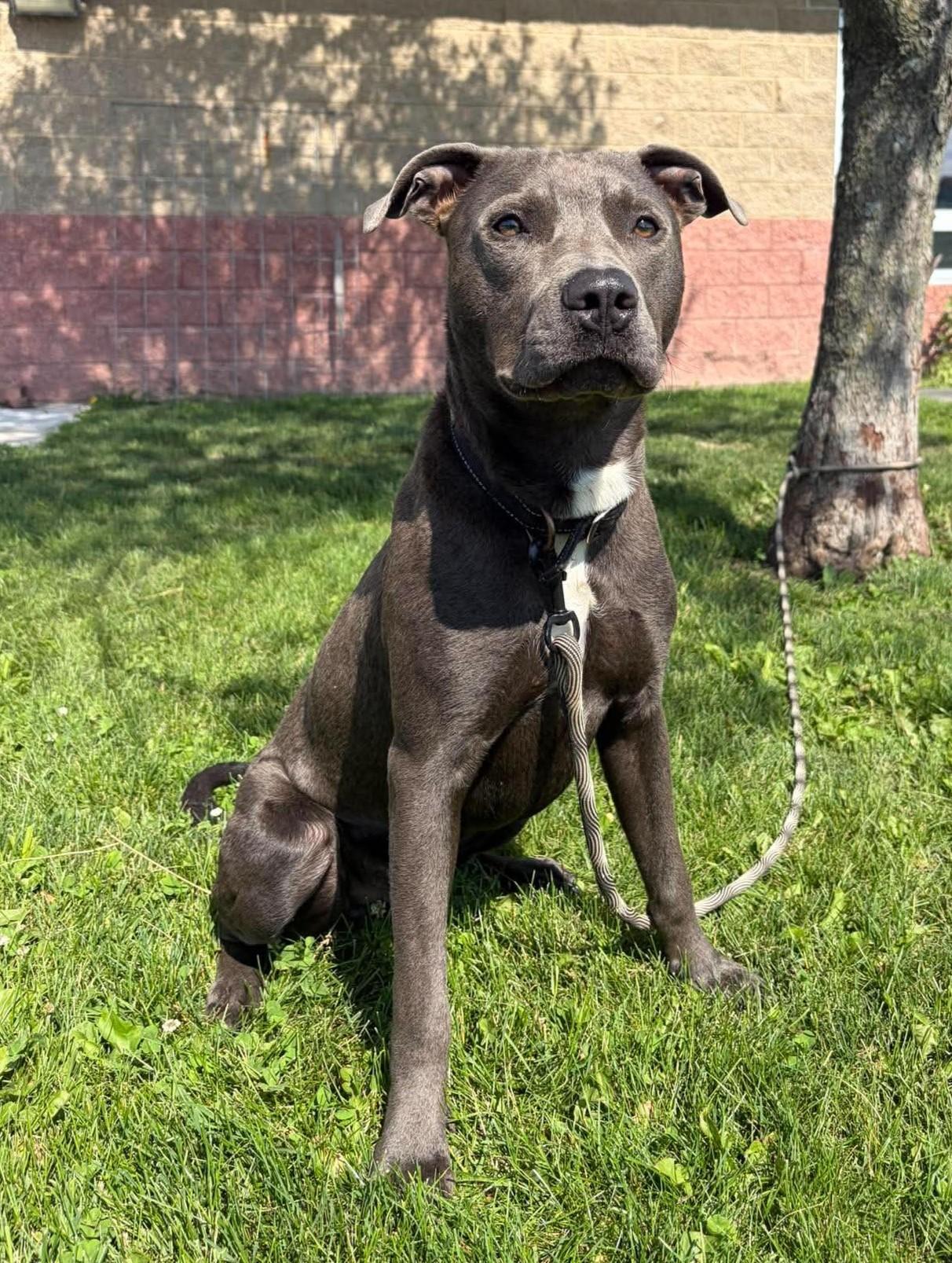 Handsome, a ADOPTABLE mixed breed in Maryville, MO image 2/3