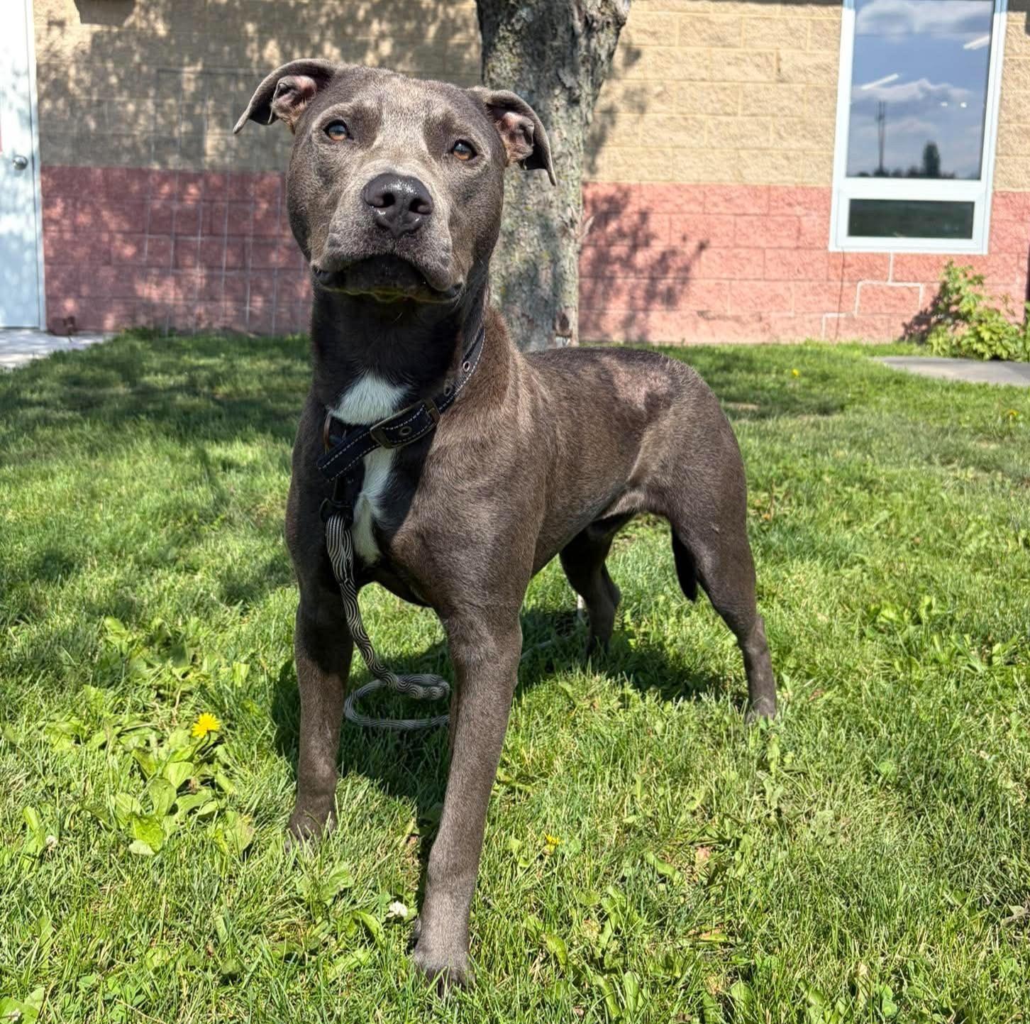 Handsome, ADOPTABLE, Young Male Pit Bull Terrier.