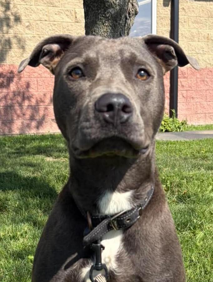 Handsome, a ADOPTABLE mixed breed in Maryville, MO image 3/3