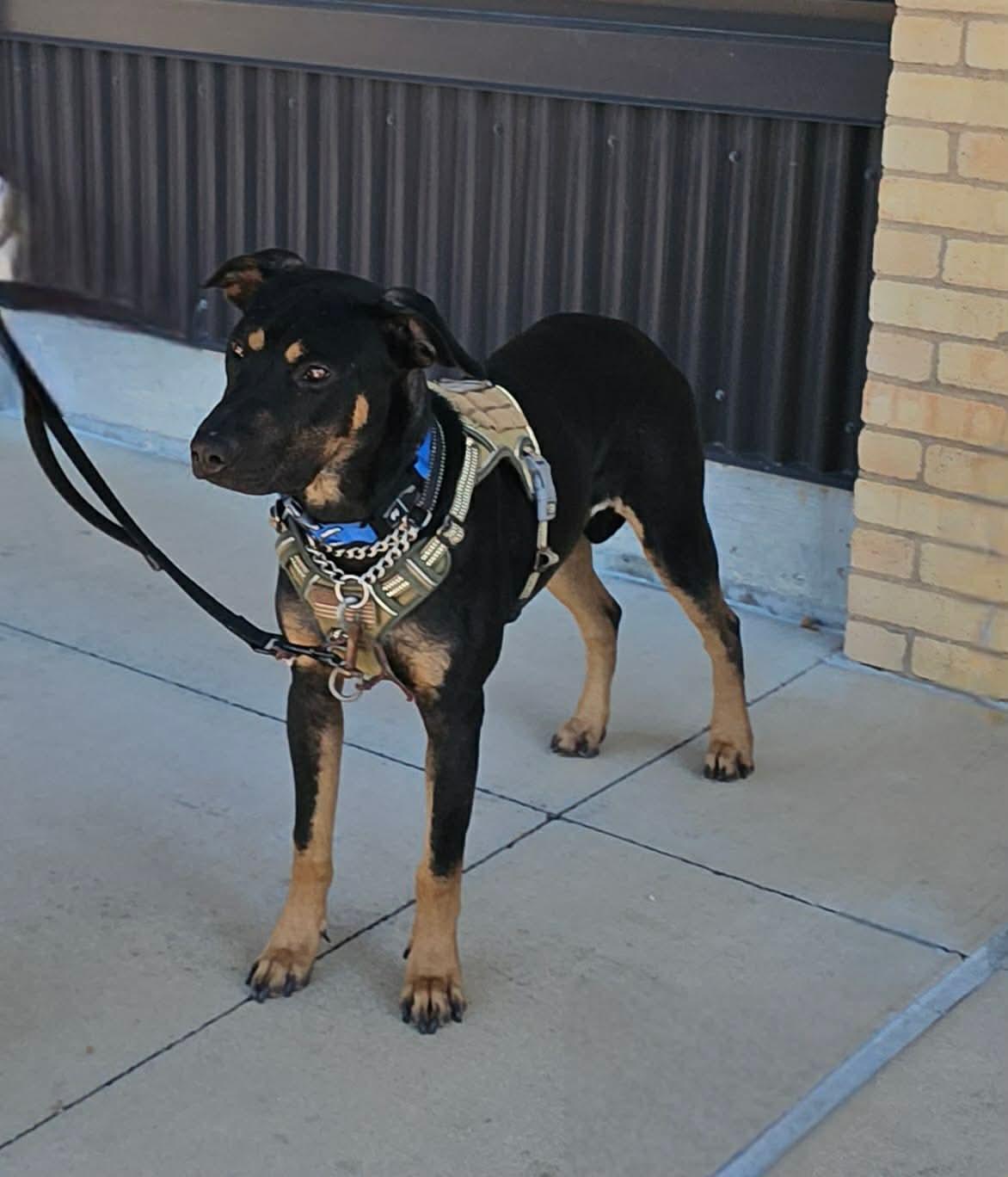 Moose, Adoptable, Young Male Mixed Breed.