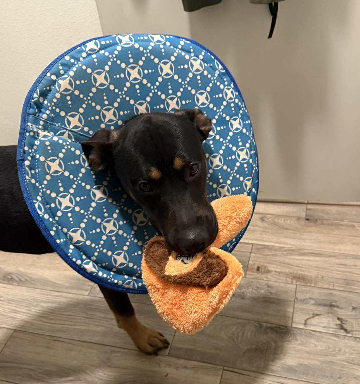 Enlarge Moose, a Adoptable Mixed Breed in Lockhart, TX image 4/6