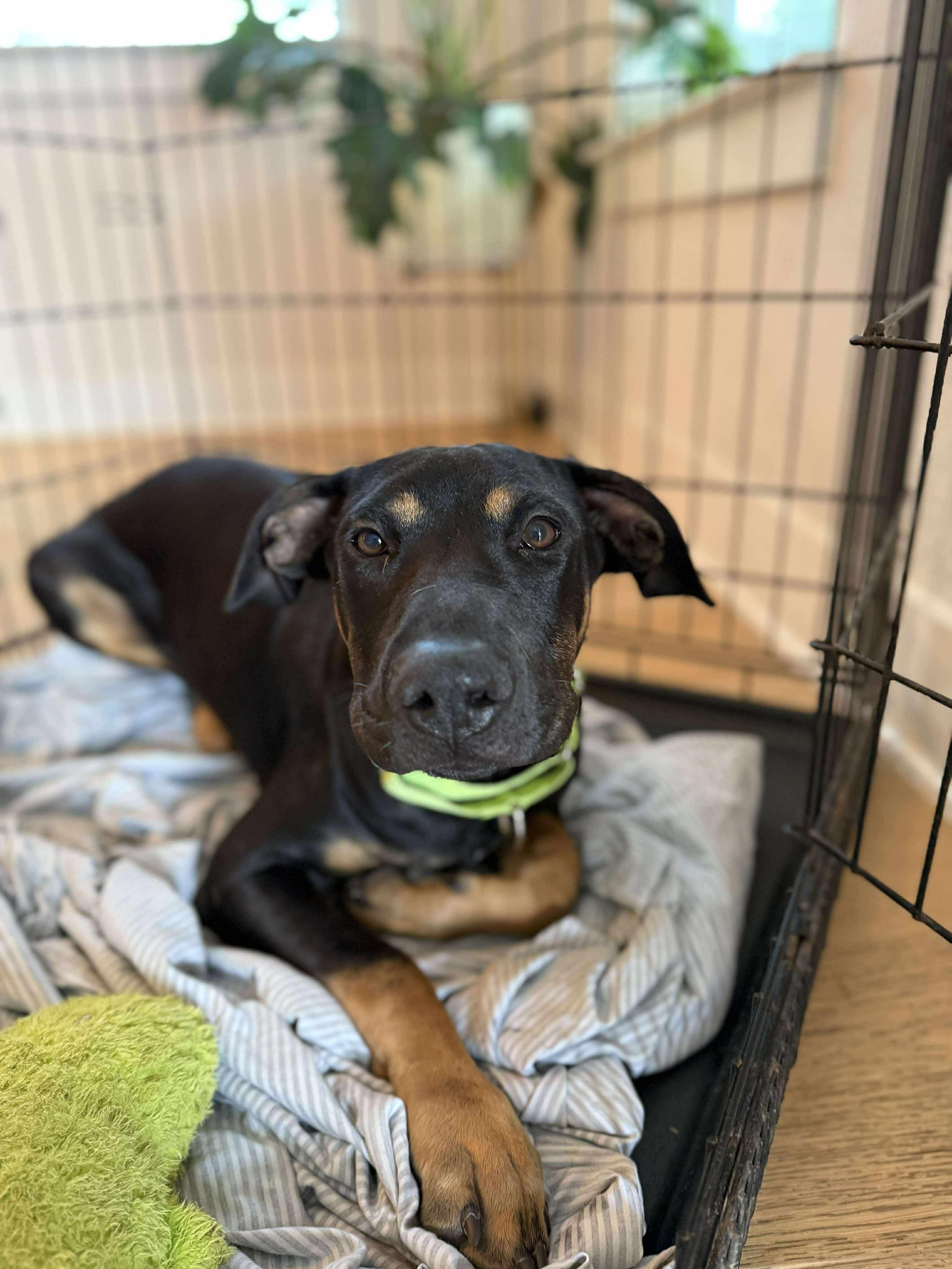 Enlarge Moose, a Adoptable Mixed Breed in Lockhart, TX image 5/6