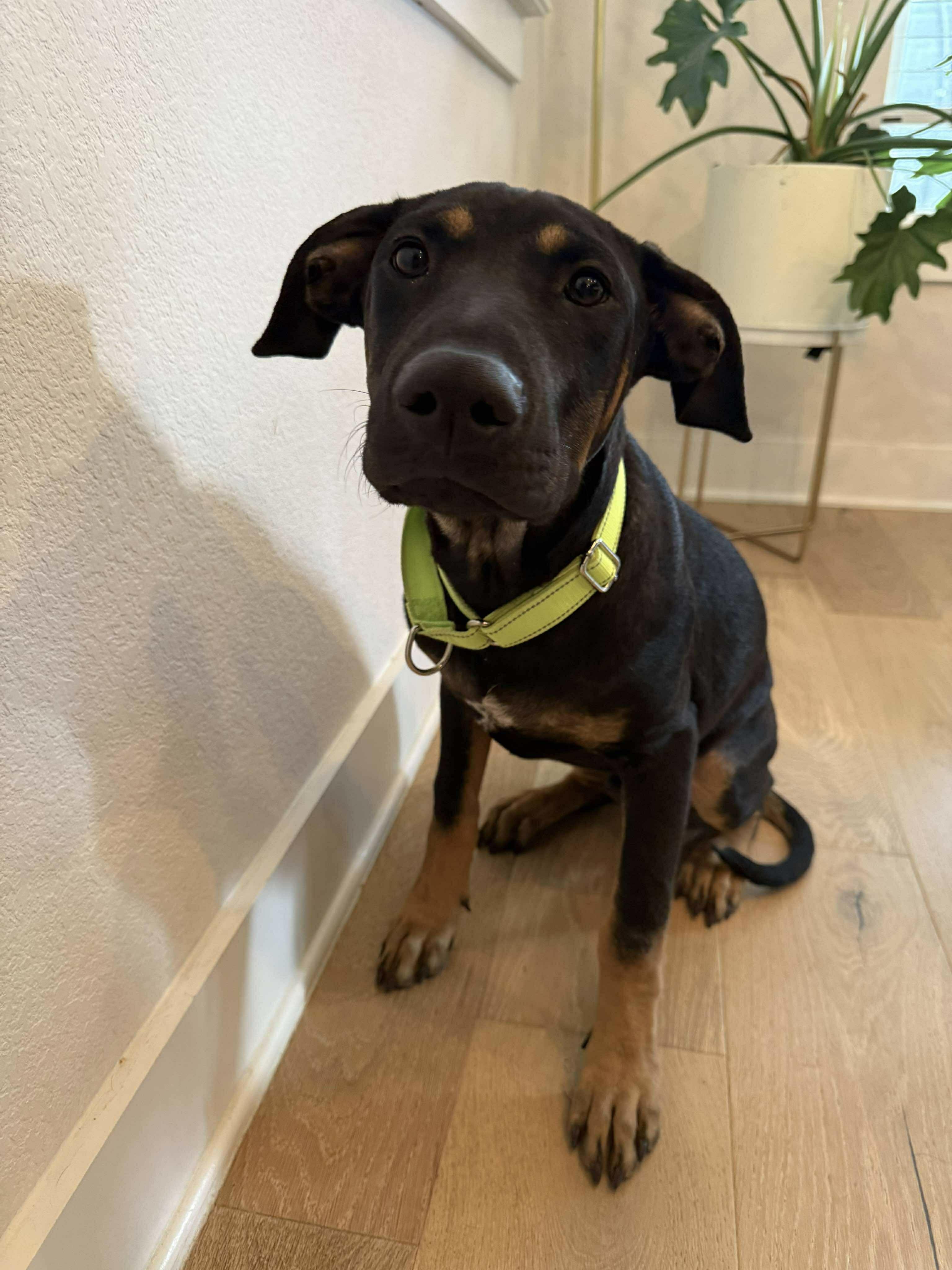 Enlarge Moose, a Adoptable Mixed Breed in Lockhart, TX image 1/6