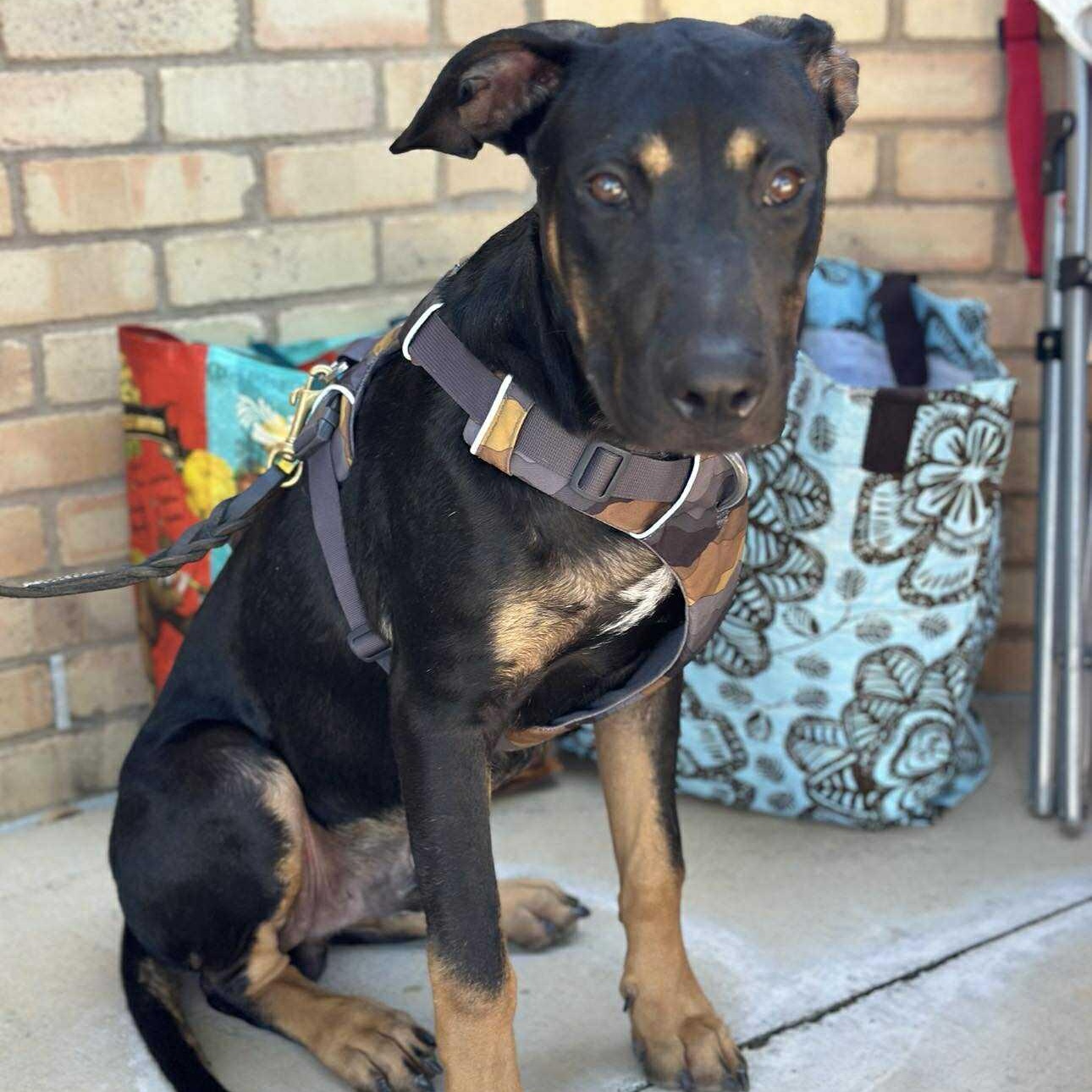 Moose, Adoptable, Young Male Mixed Breed & Rottweiler.
