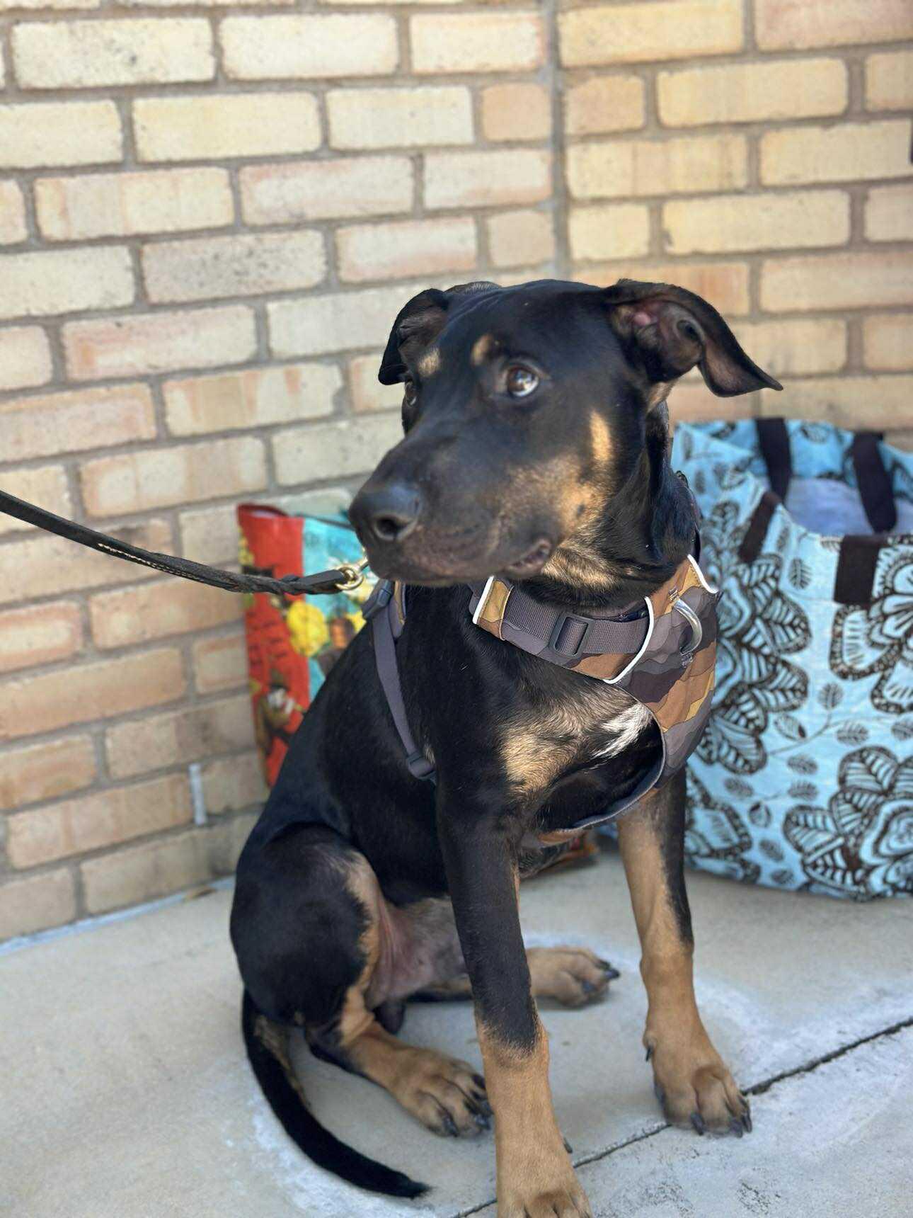 Enlarge Moose, a Adoptable Mixed Breed in Lockhart, TX image 2/6