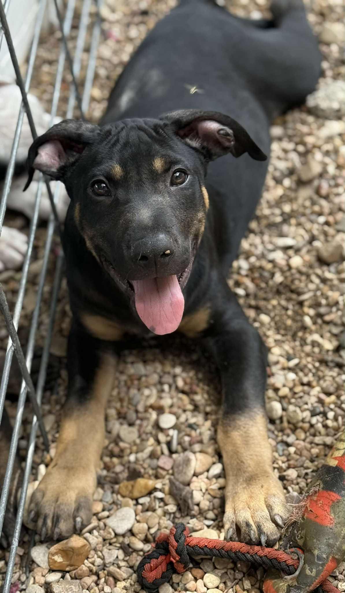 Enlarge Moose, a Adoptable Mixed Breed in Lockhart, TX image 6/6