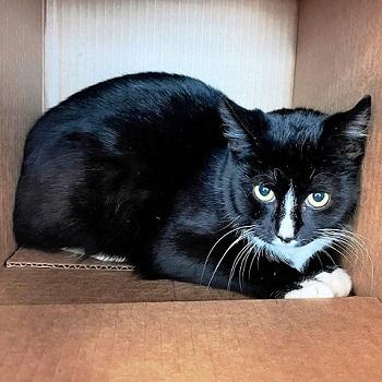 Alphabet soup, ADOPTABLE, Adult Male Domestic Short Hair.