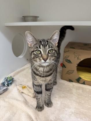 Rosemary, Adoptable, Young Female Domestic Short Hair.