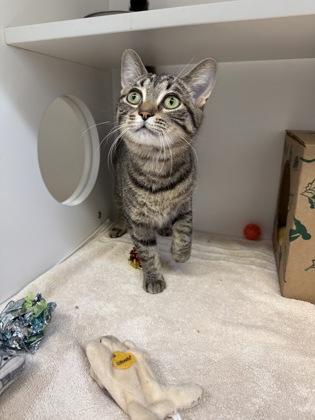 Enlarge Rosemary, a Adoptable mixed breed in Harbor Springs, MI image 2/2