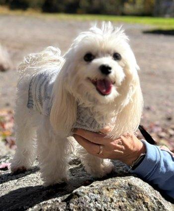 Enlarge Gracie, a Adoptable Maltese in Bedford Hills, NY image 3/6