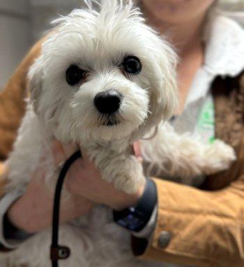 Gracie, Adoptable, Adult Female Maltese.