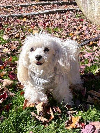 Enlarge Gracie, a Adoptable Maltese in Bedford Hills, NY image 4/6
