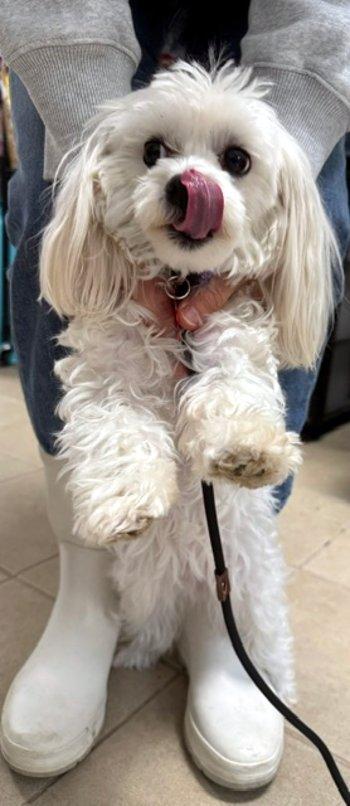 Enlarge Gracie, a Adoptable Maltese in Bedford Hills, NY image 6/6