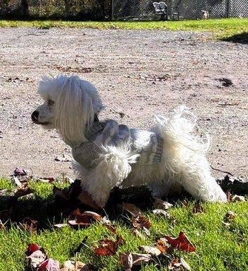 Enlarge Gracie, a Adoptable Maltese in Bedford Hills, NY image 5/6