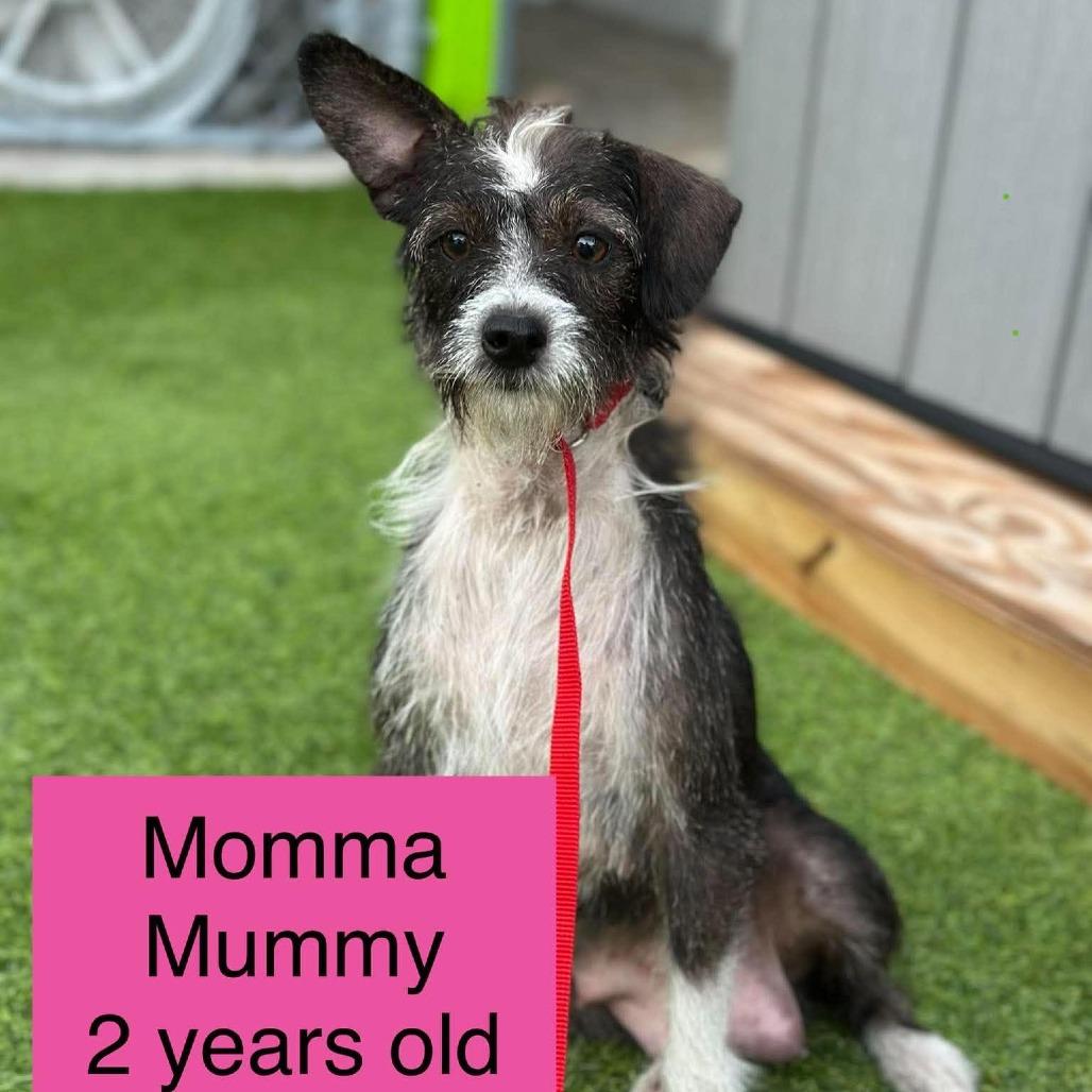 Momma Mummy photo