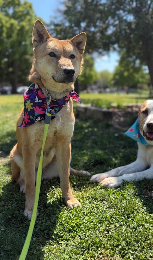 Ultra, Adoptable, Adult Female Jindo.