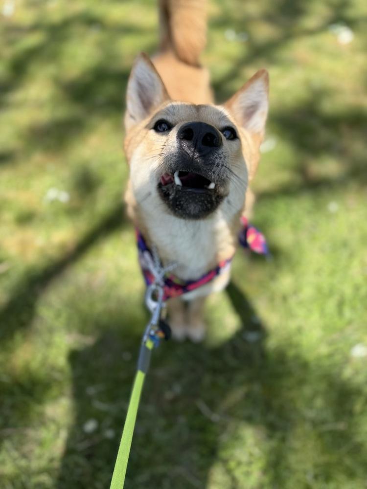 Enlarge Ultra, a Adoptable Jindo in Long Island City, NY image 2/5