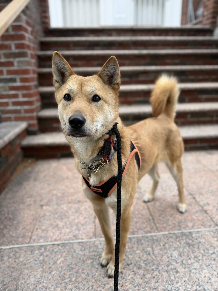 Enlarge Ultra, a Adoptable Jindo in Long Island City, NY image 3/5