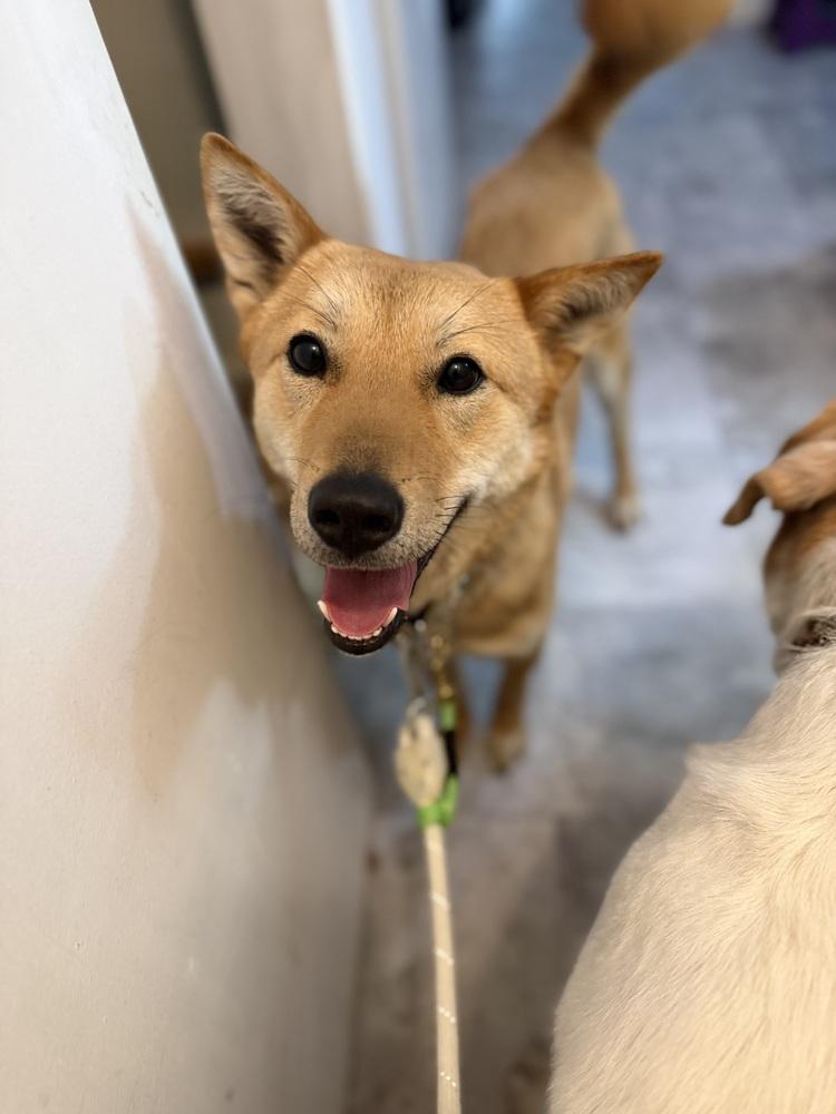 Enlarge Ultra, a Adoptable Jindo in Long Island City, NY image 4/5