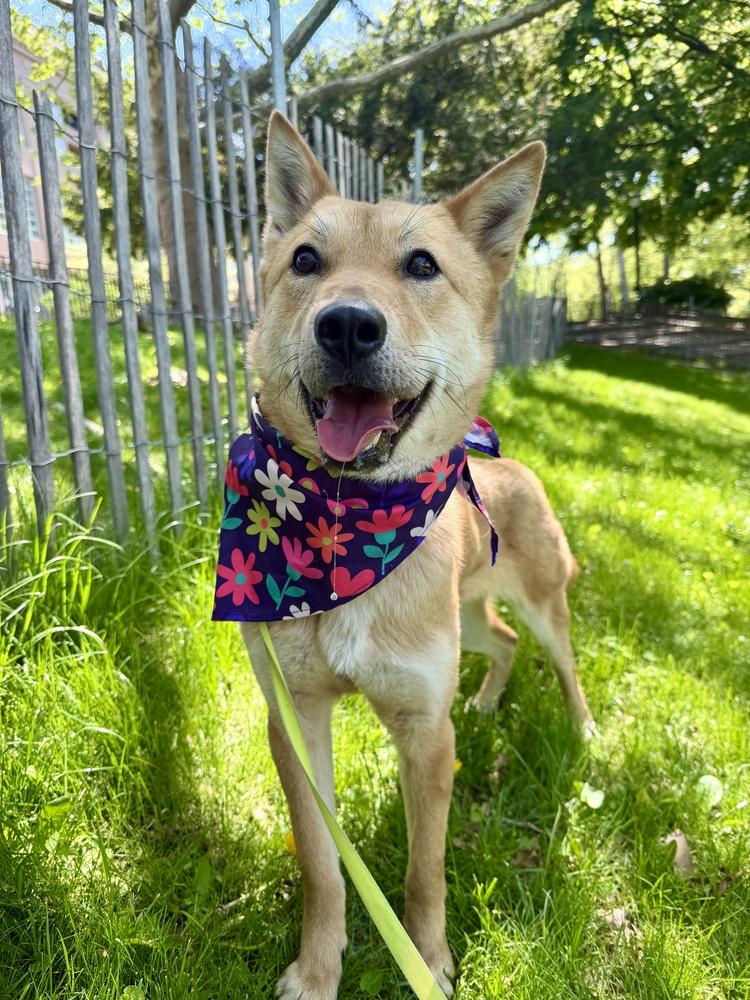 Enlarge Ultra, a Adoptable Jindo in Long Island City, NY image 5/5