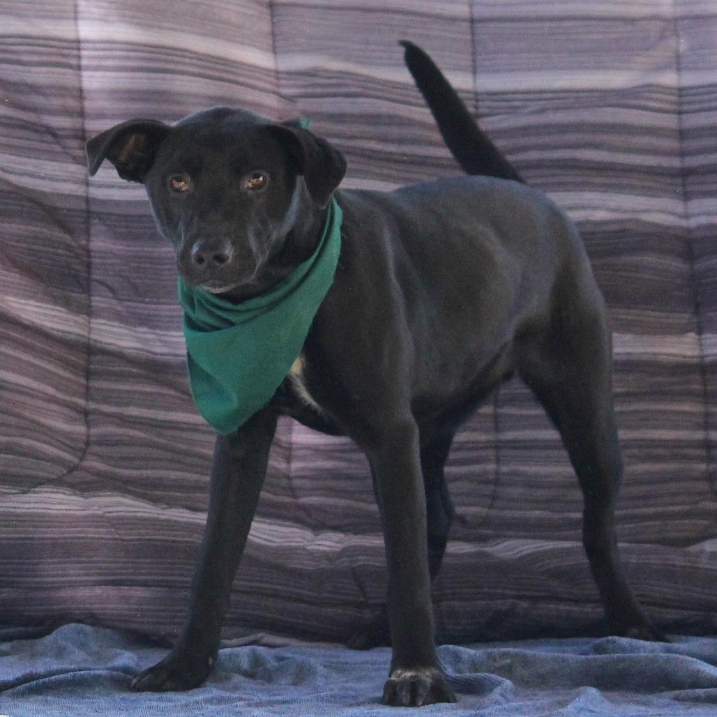 Suki, a Adoptable mixed breed in West Point, MS image 1/4