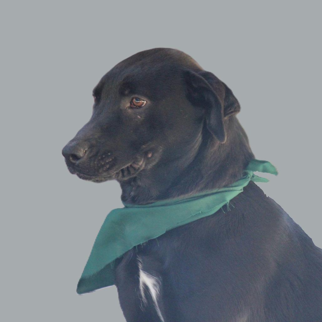 Suki, a Adoptable mixed breed in West Point, MS image 3/4