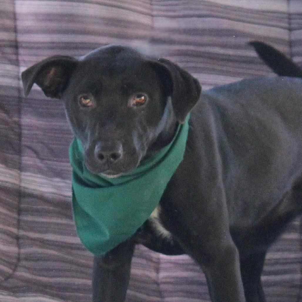 Suki, a Adoptable mixed breed in West Point, MS image 4/4