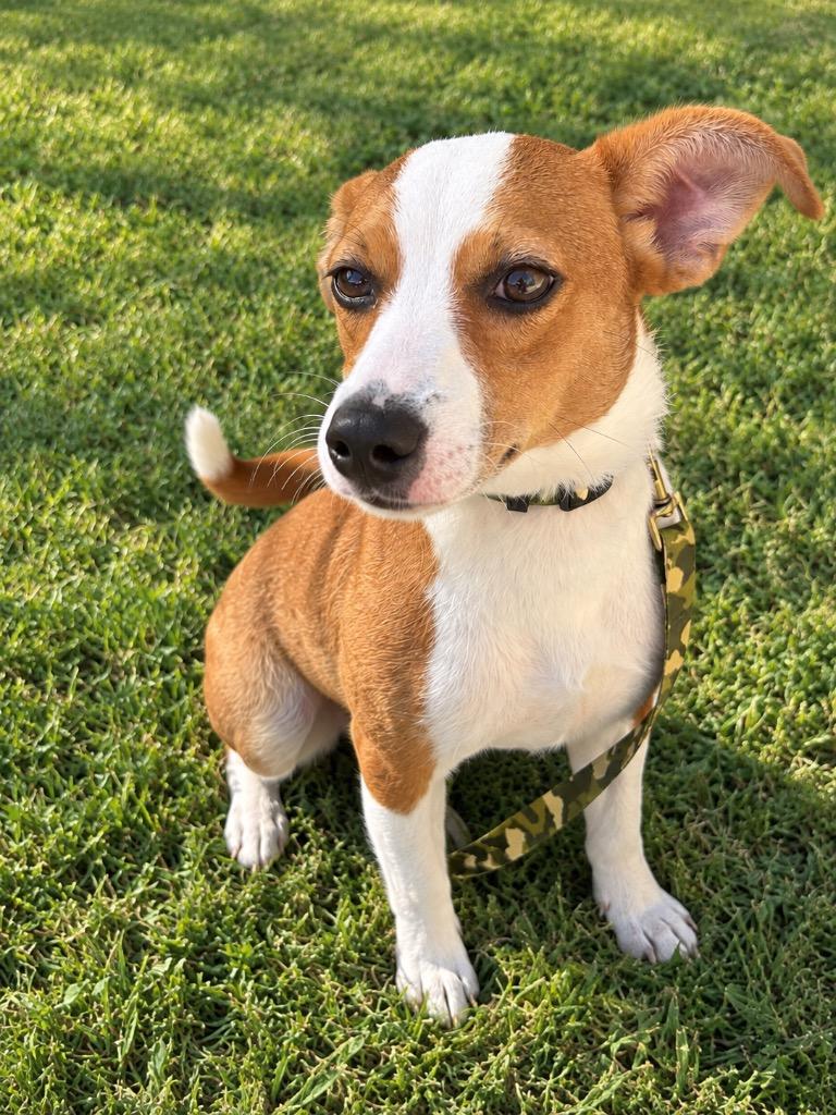 Enlarge Tanner, a Adoptable mixed breed in Gallatin, TN image 2/2