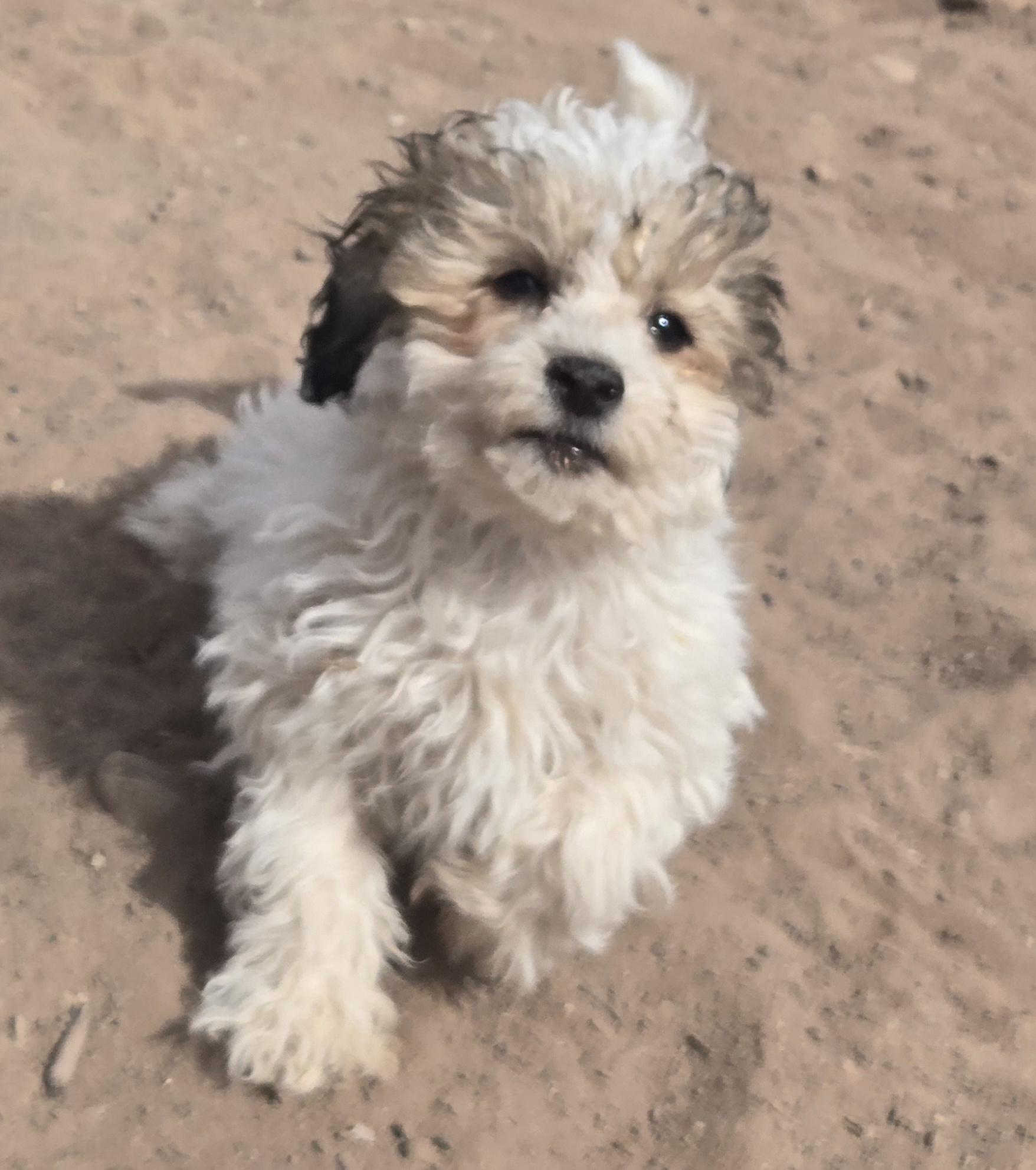 Enlarge **BAUBLE - Bio Below, an adopted mixed breed in Peralta, NM image 1/2