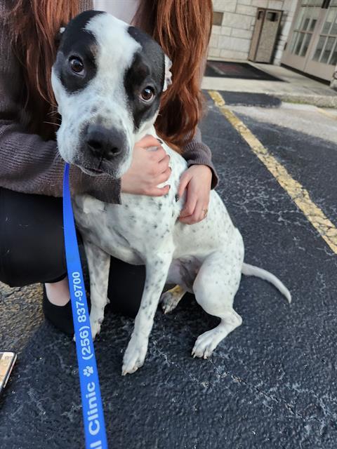 Enlarge TURTLE, a Adoptable Pit Bull Terrier in Huntsville, AL image 1/1