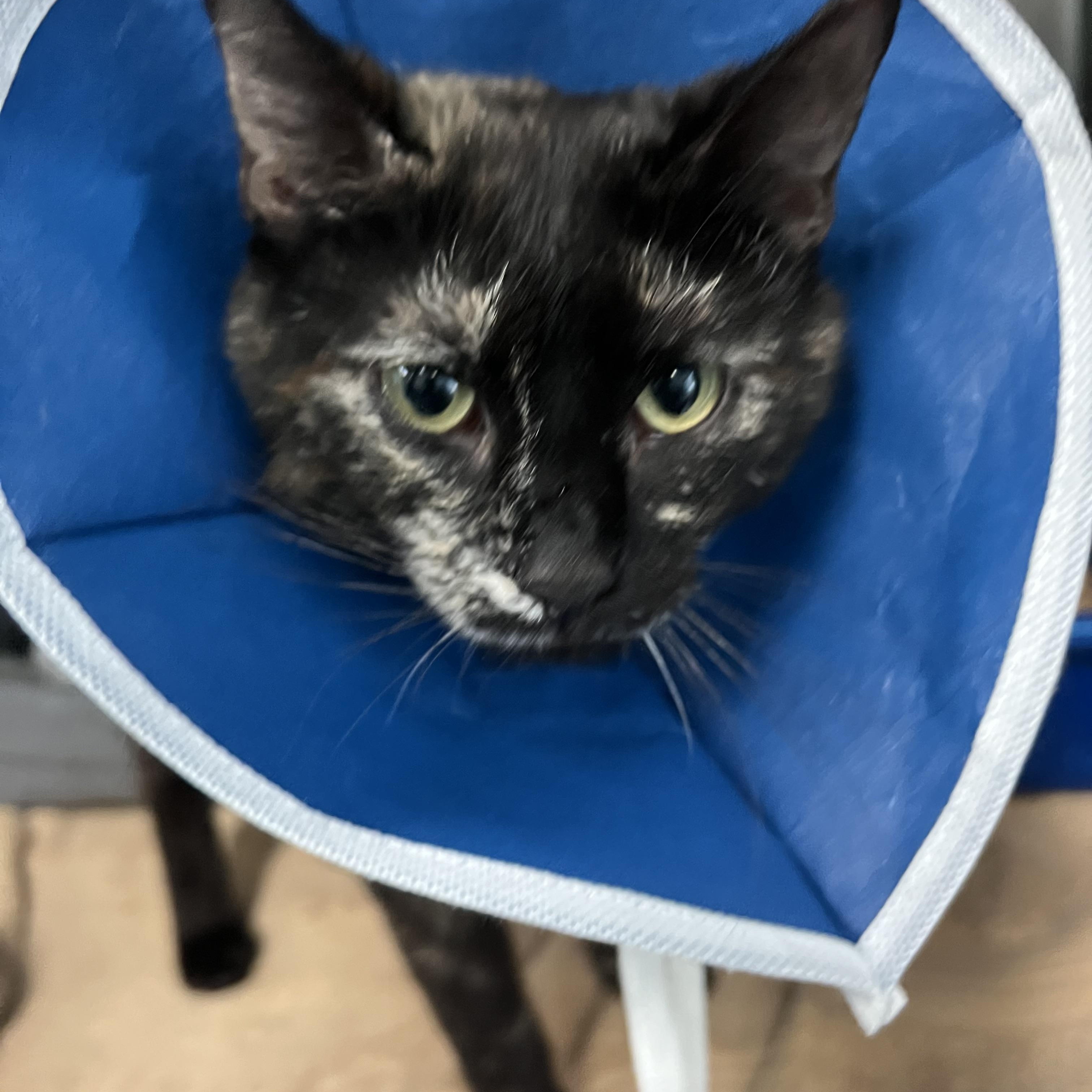 Tori, adopted, Young Female Domestic Short Hair.