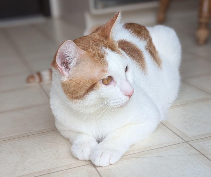 ISAAC, a ADOPTABLE Domestic Short Hair in Sequim, WA image 3/4