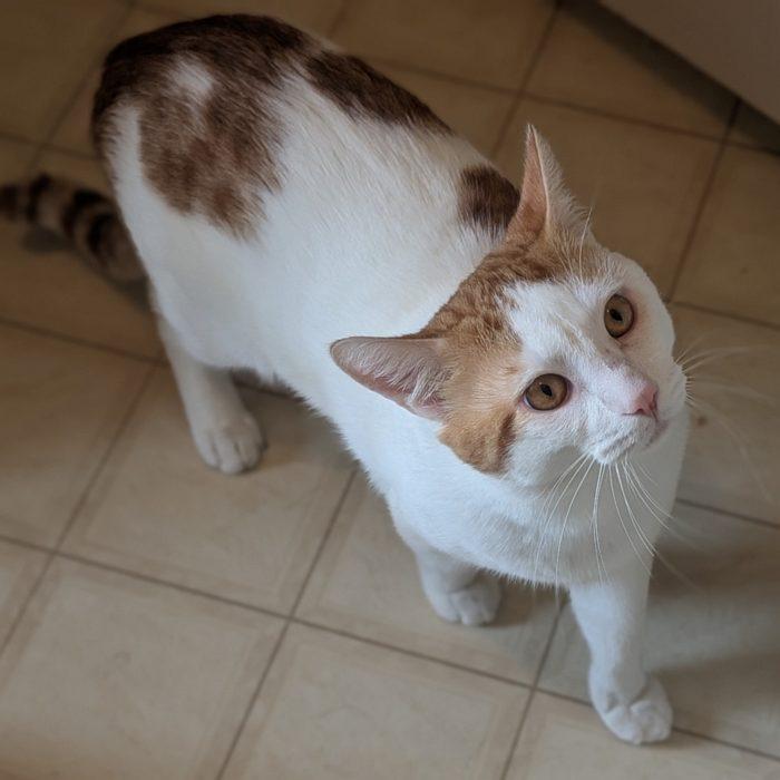 ISAAC, a ADOPTABLE Domestic Short Hair in Sequim, WA image 4/4
