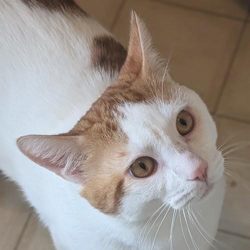 ISAAC, ADOPTABLE, Young Male Domestic Short Hair.