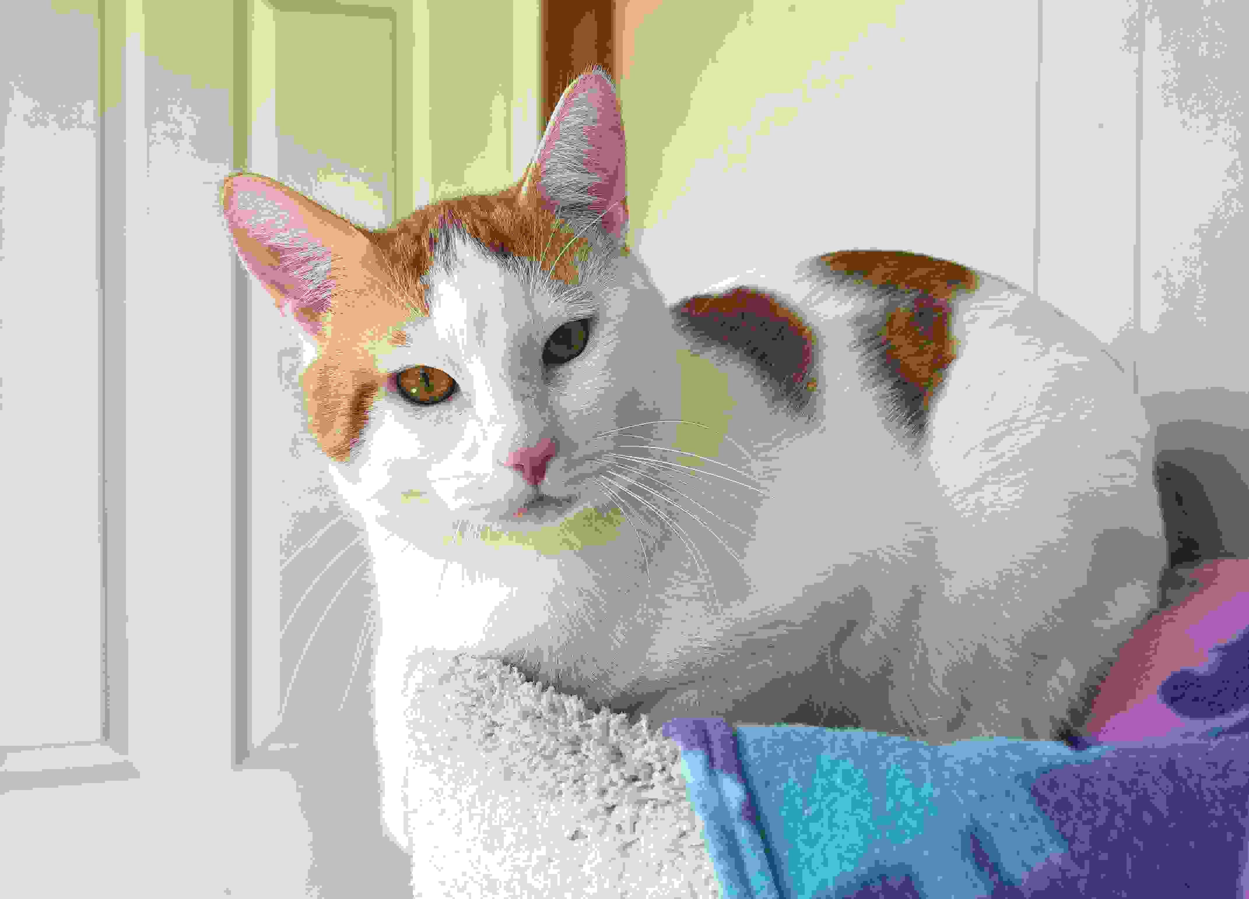 ISAAC, a ADOPTABLE Domestic Short Hair in Sequim, WA image 2/4