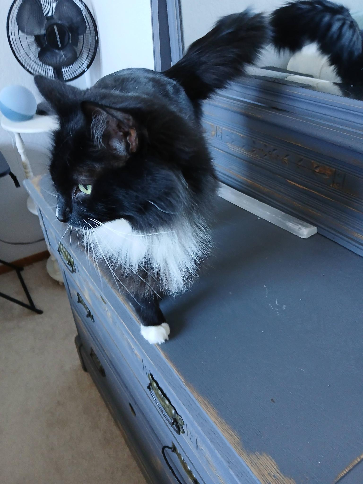 Enlarge Fluffers, a Adoptable Domestic Long Hair in Sonoita, AZ image 3/4