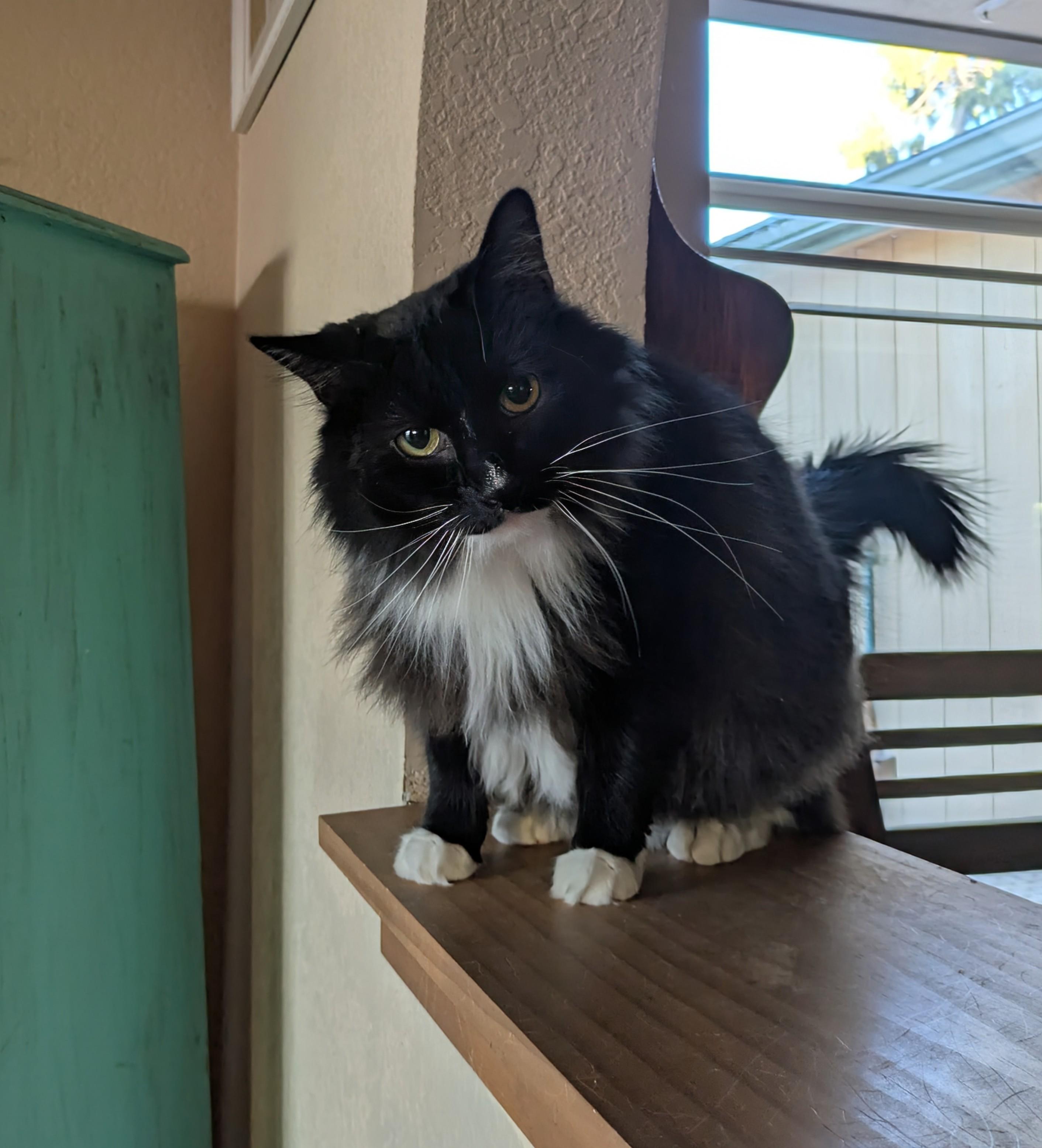Enlarge Fluffers, a Adoptable Domestic Long Hair in Sonoita, AZ image 2/6