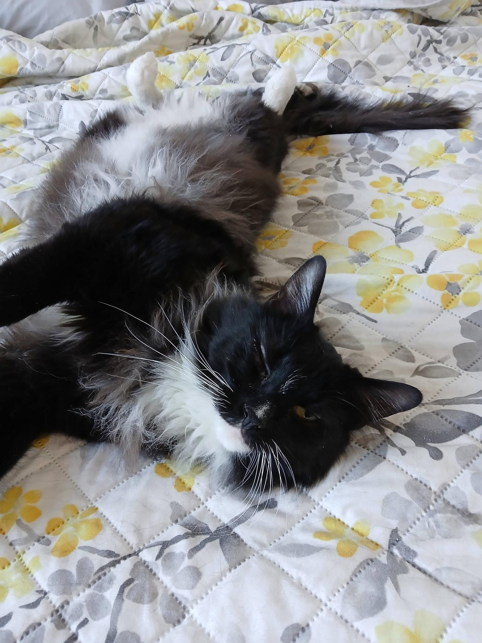 Enlarge Fluffers, a Adoptable Domestic Long Hair in Sonoita, AZ image 4/4
