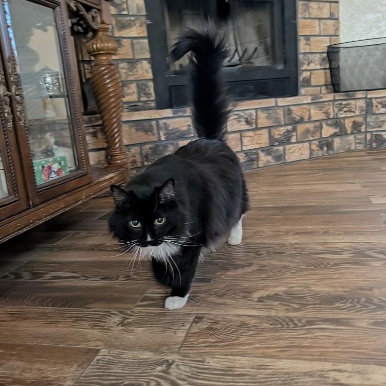 Enlarge Fluffers, a Adoptable Domestic Long Hair in Sonoita, AZ image 3/6