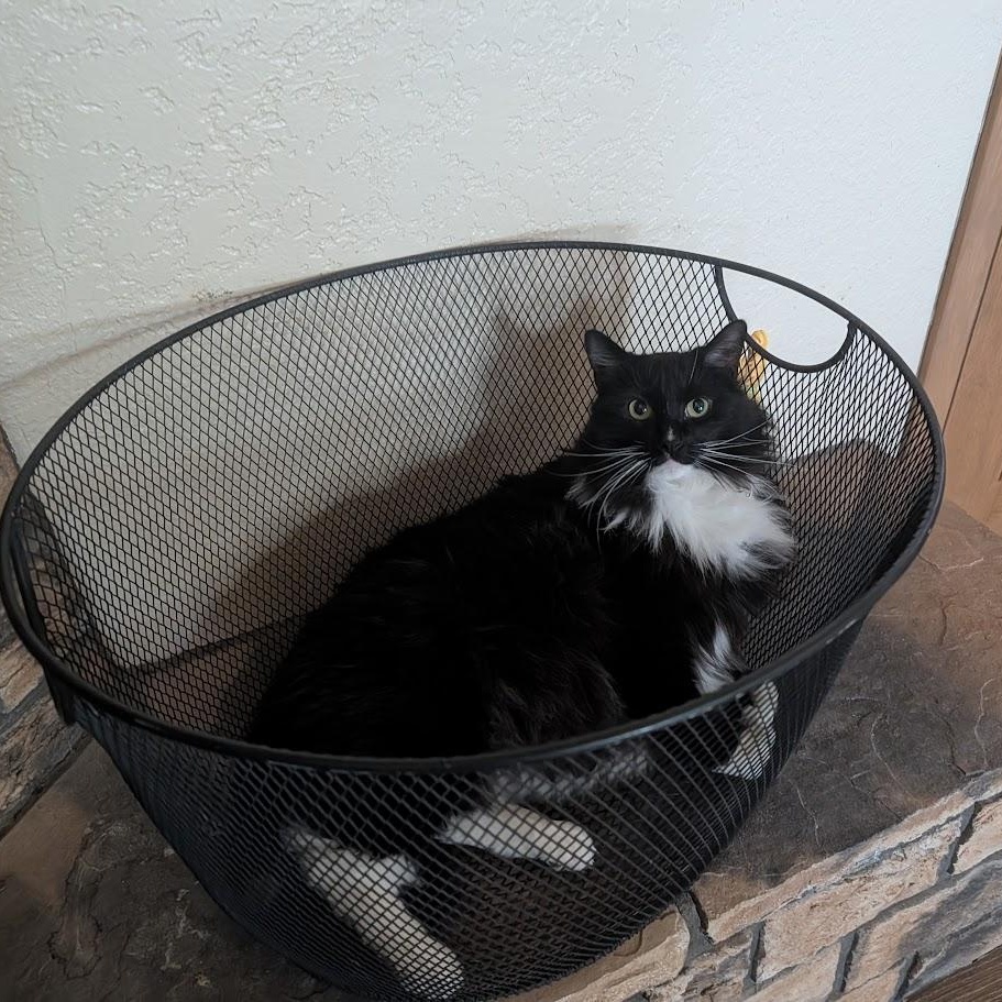 Fluffers, Adoptable, Adult Male Domestic Long Hair.