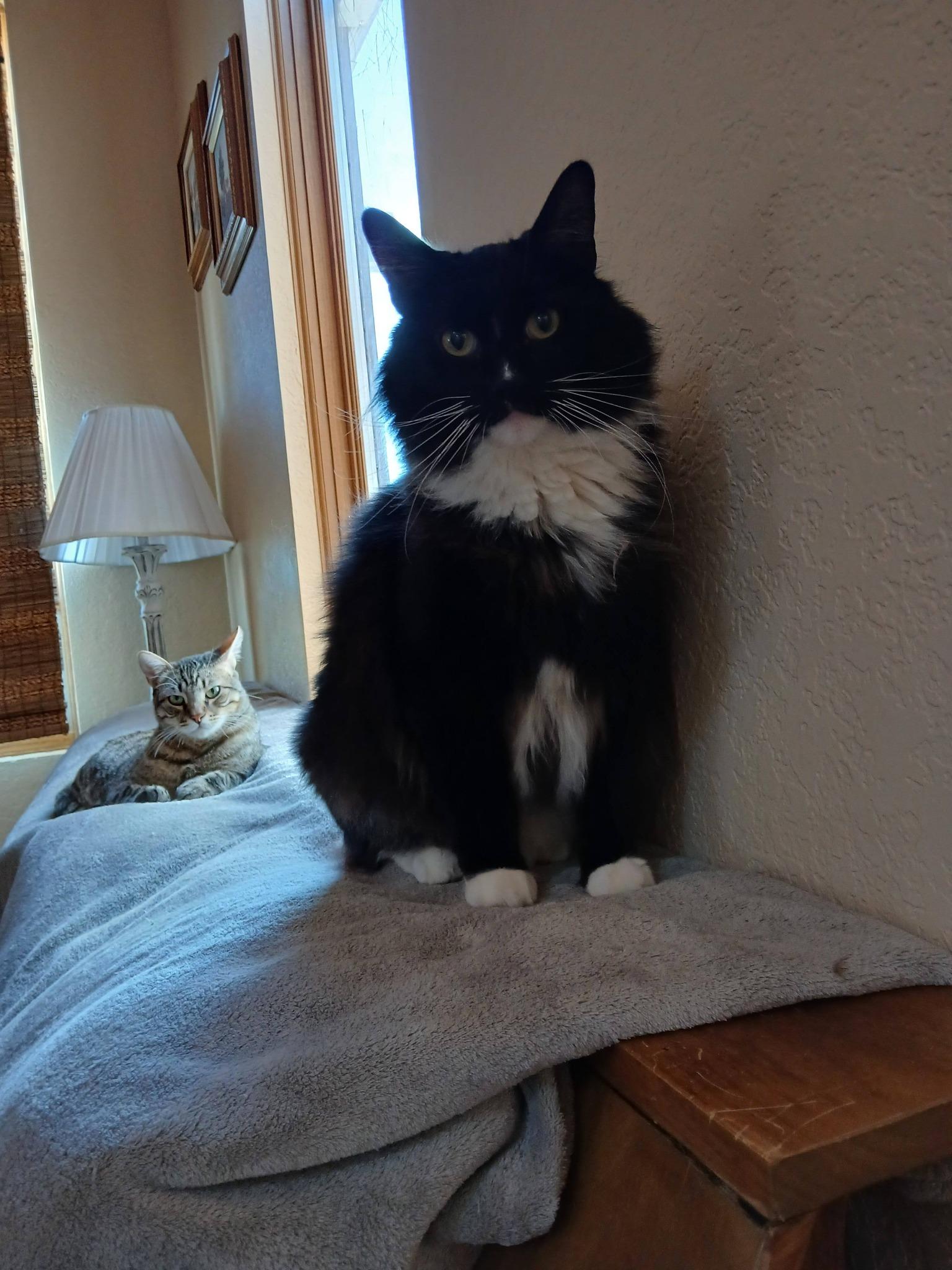 Enlarge Fluffers, a Adoptable Domestic Long Hair in Sonoita, AZ image 2/4