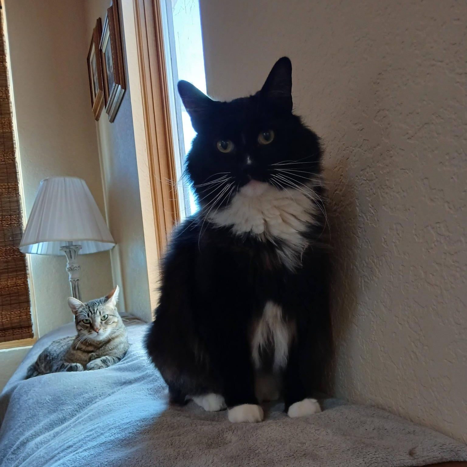 Enlarge Fluffers, a Adoptable Domestic Long Hair in Sonoita, AZ image 6/6