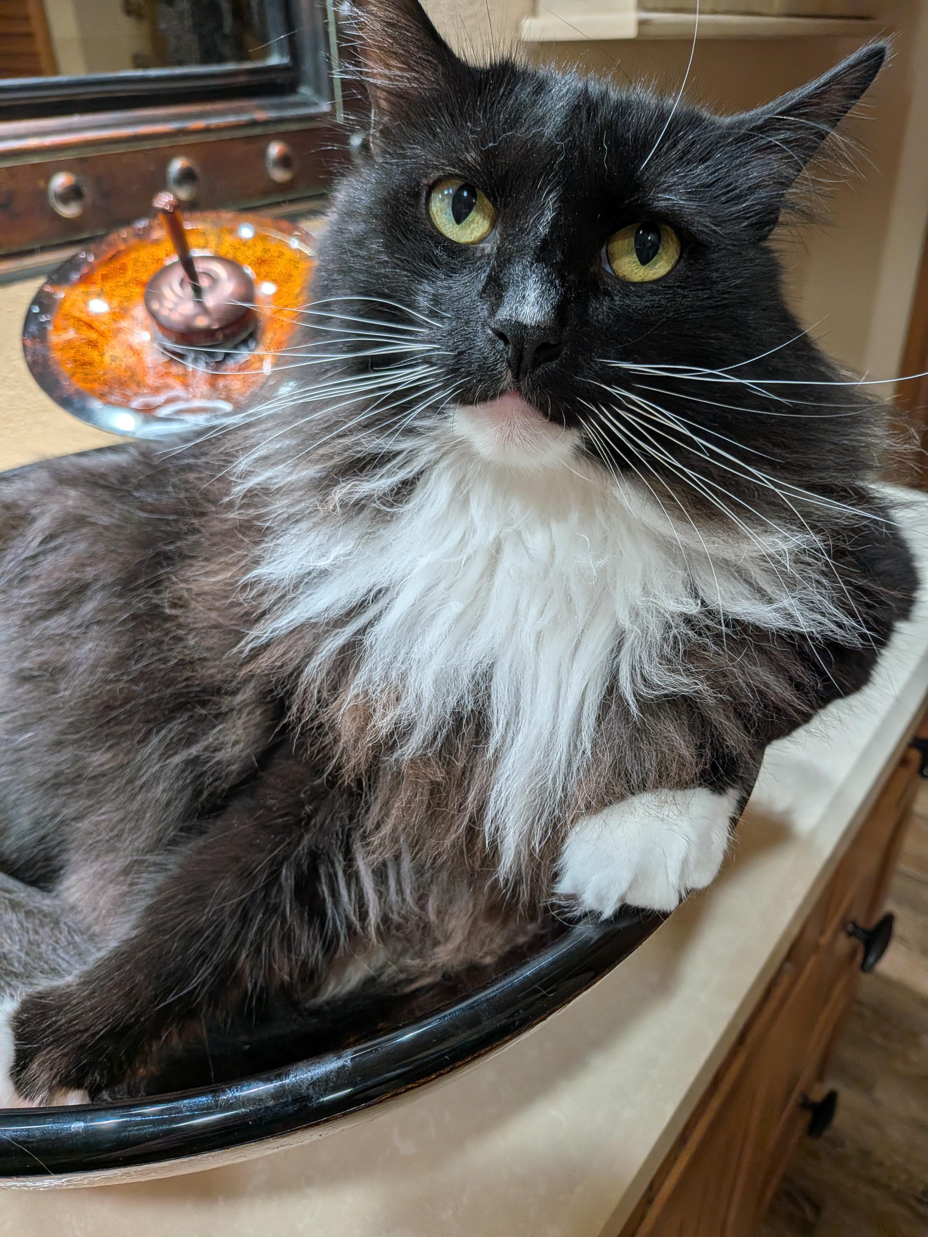 Enlarge Fluffers, a Adoptable Domestic Long Hair in Sonoita, AZ image 1/4
